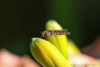 MARMALADE HOVERFLY (Episyrphus balteatus)